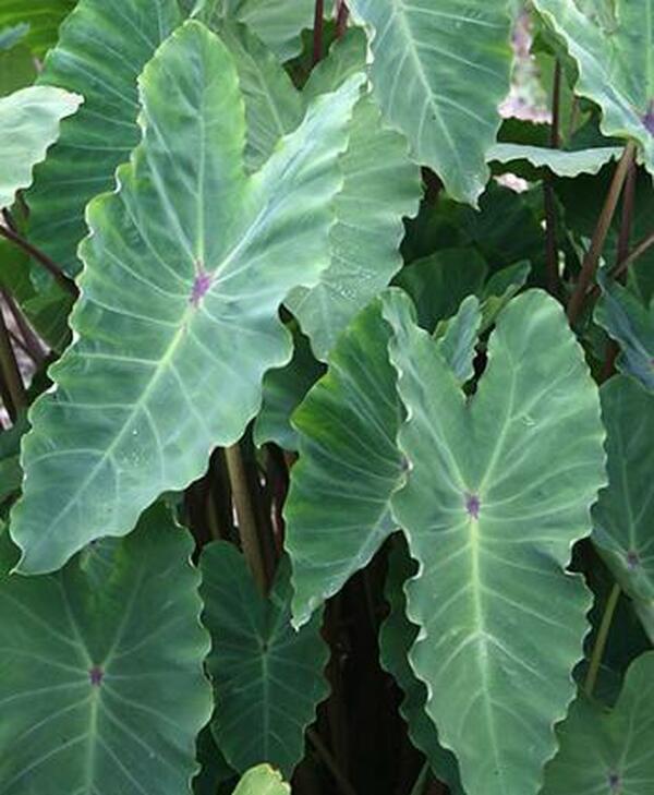 Image of Colocasia esculenta 'Surf City'