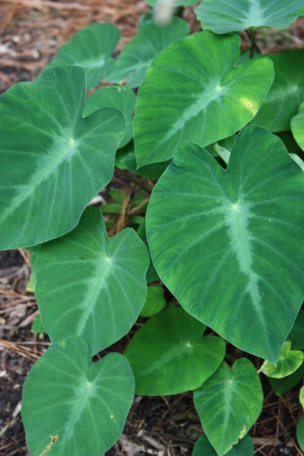 Image of Colocasia fallax 'Silver Dollar'