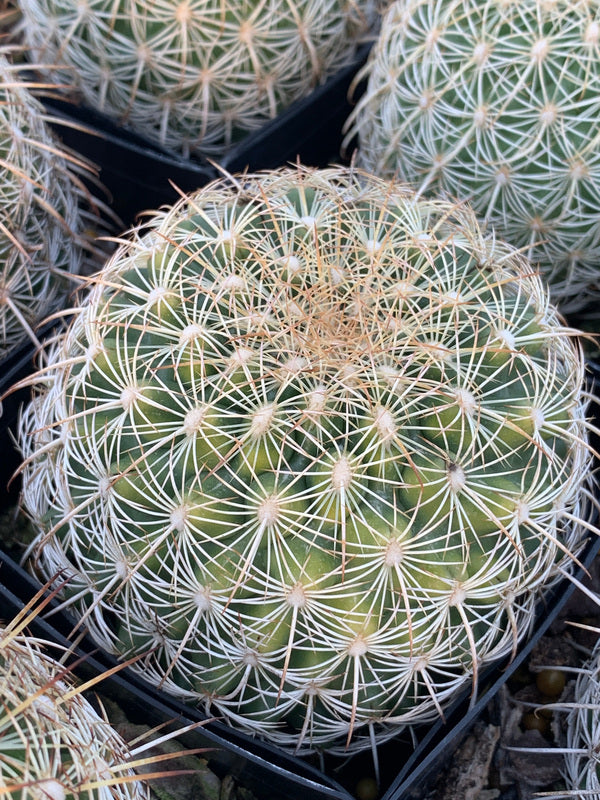 Image of Coryphantha recurvata 