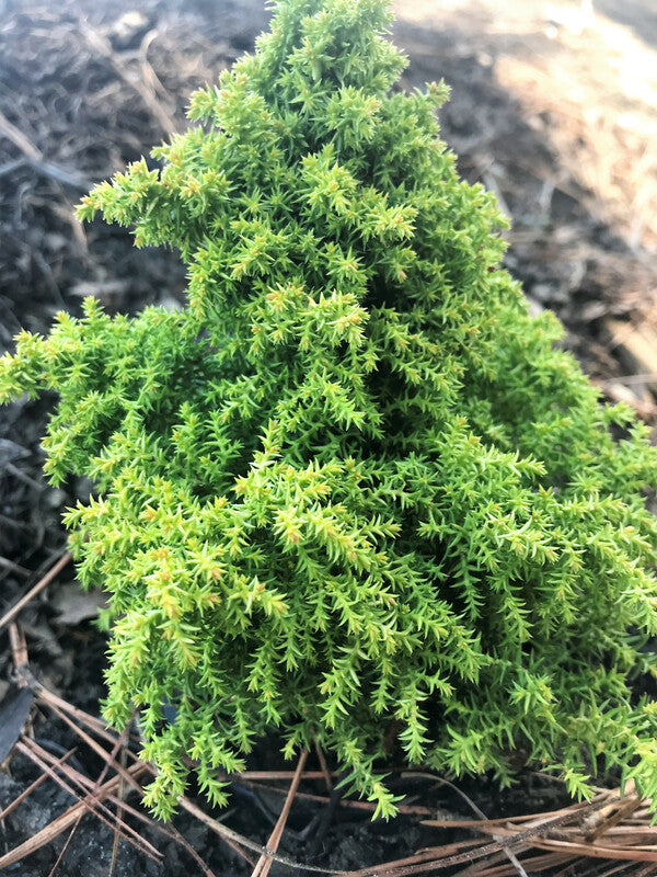 Image of Cryptomeria japonica 'Twinkle Toes'