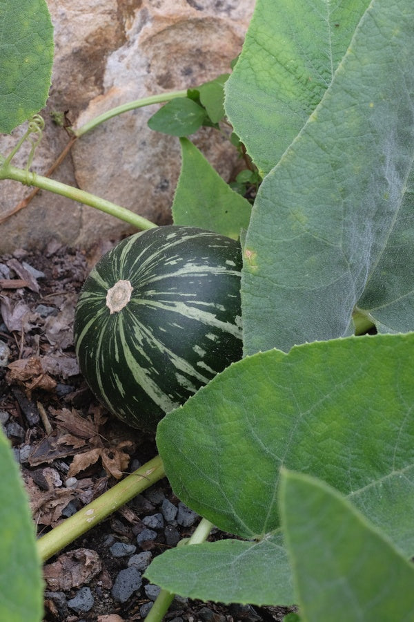 Image of Cucurbita foetidissima