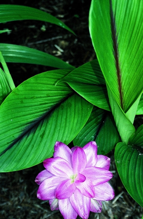 Image of Curcuma zedoaria 'Bicolor Wonder'