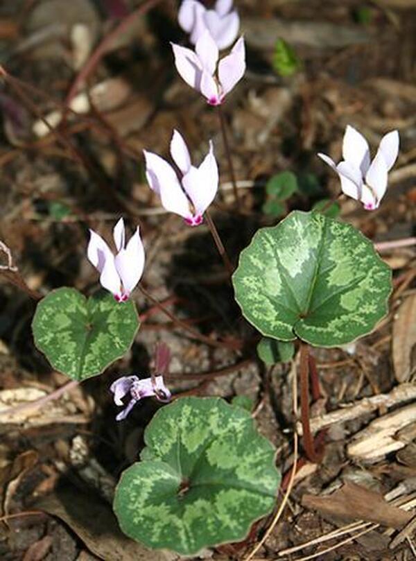 Image of Cyclamen cilicium