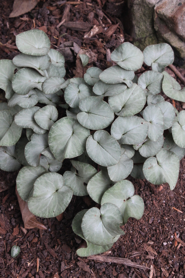 Image of Cyclamen coum Pewter Leaf Form