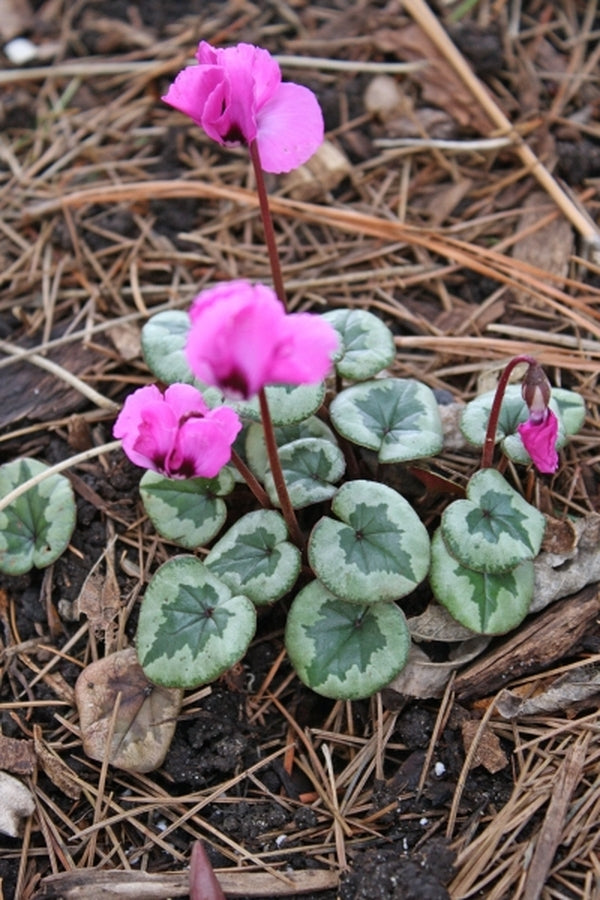 Image of Cyclamen coum 'Something Magic' PP19,894