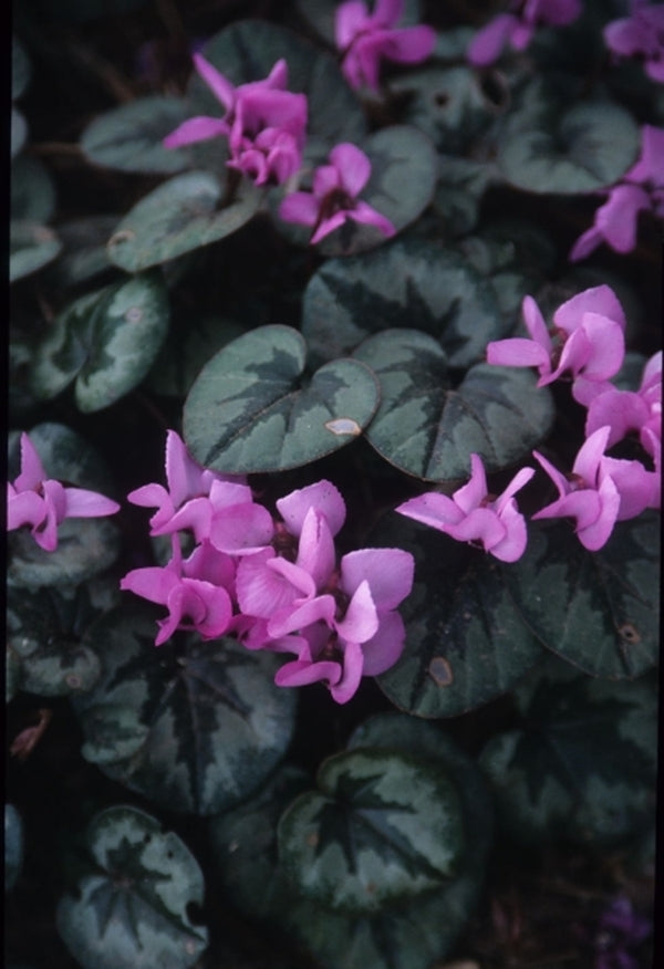 Image of Cyclamen coum