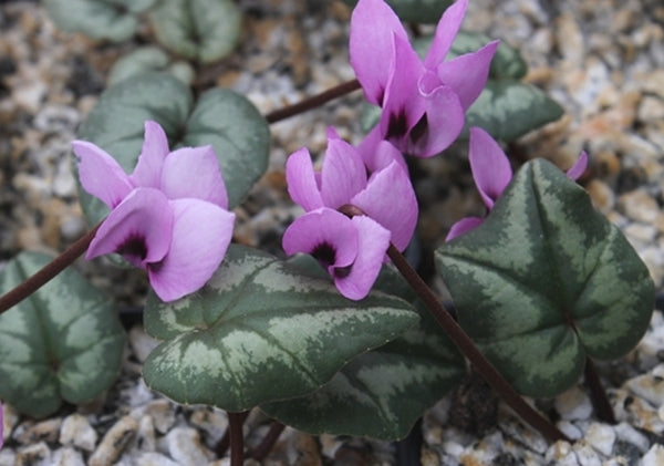 Image of Cyclamen elegans