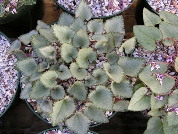 Image of Cyclamen graecum ssp. graecum 'Glyfada'
