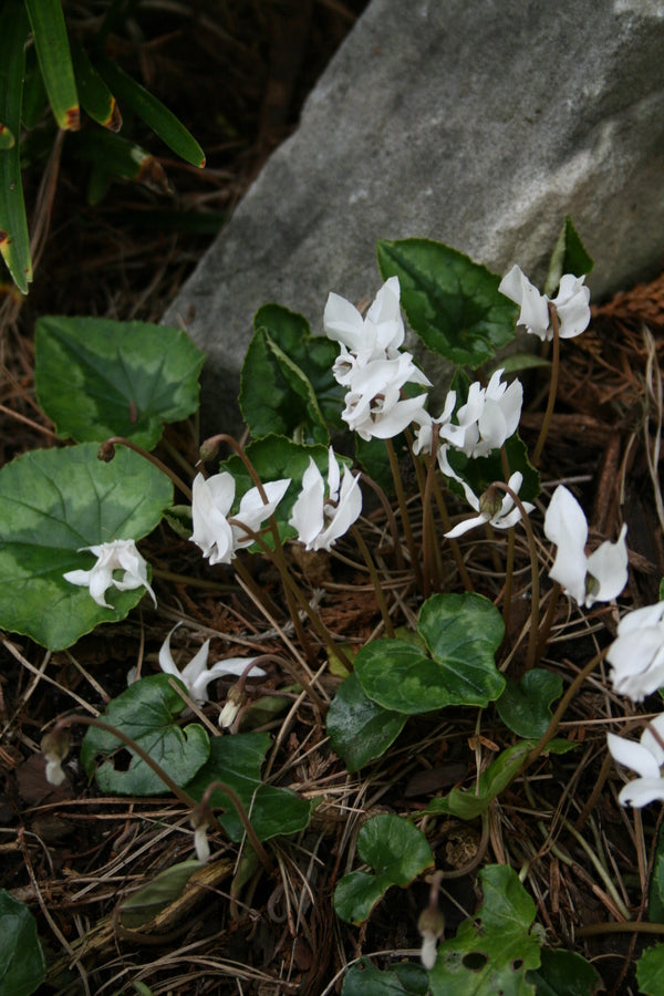 Image of Cyclamen hederifolium 'Album'