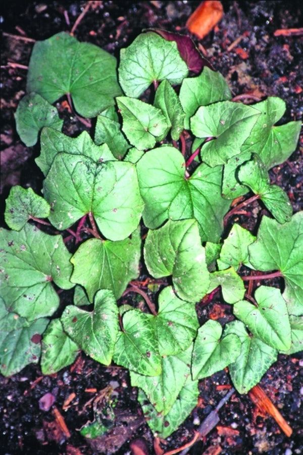 Image of Cyclamen hederifolium 'Nettleton Silver'