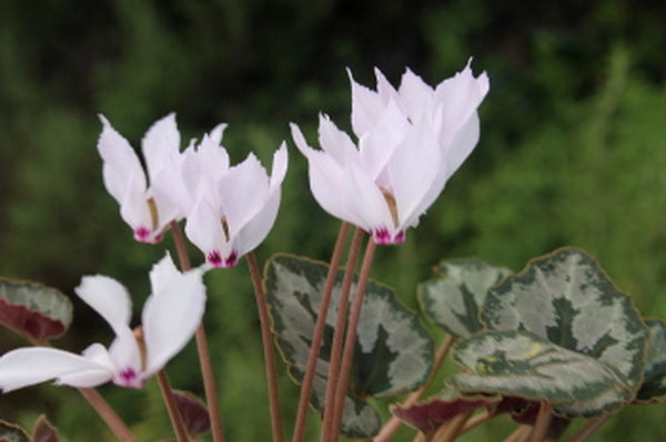 Image of Cyclamen mirabile