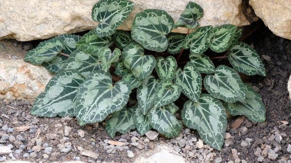 Image of Cyclamen persicum 'Turkish Delights'