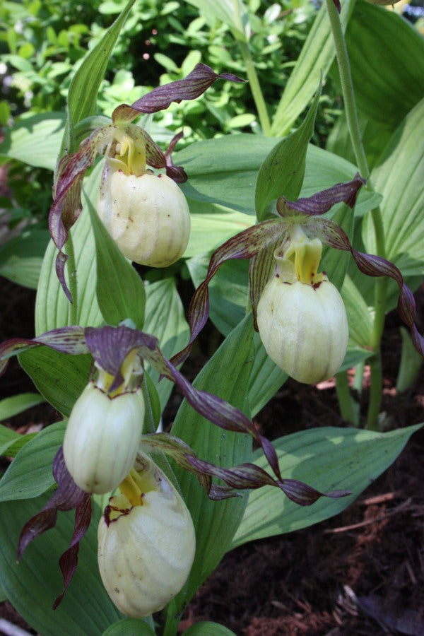 Image of Cypripedium 'Inge'