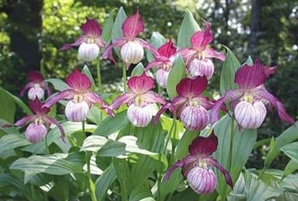 Image of Cypripedium 'Maria'