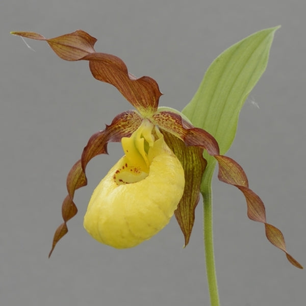 Image of Cypripedium 'Otto'