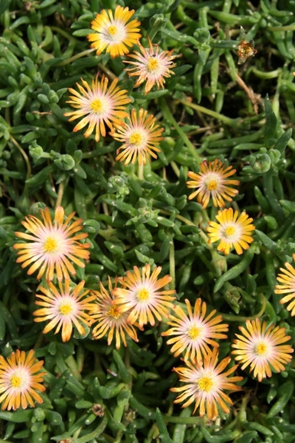 Learn About Delosperma Jewel Of Desert Topaz Pp 23492 Perfect Orange Hardy Ice Plant Perennial Encyclopedia By Plant Delights Nursery