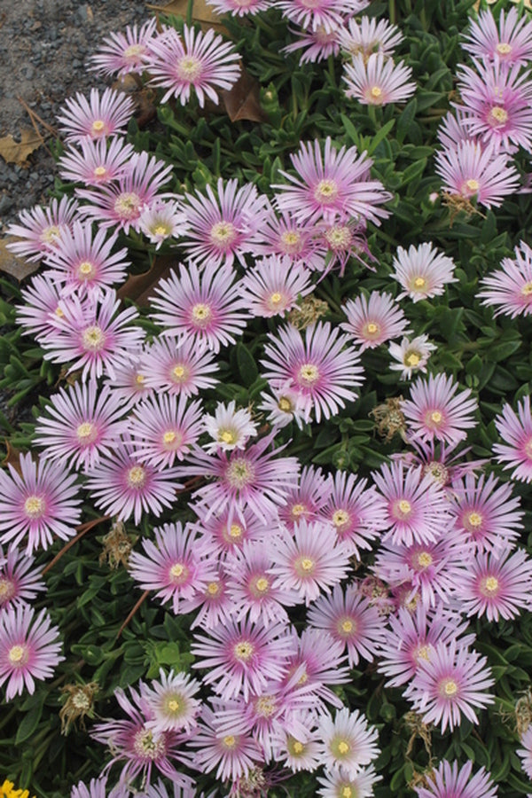 Image of Delosperma 'Lavender Ice'