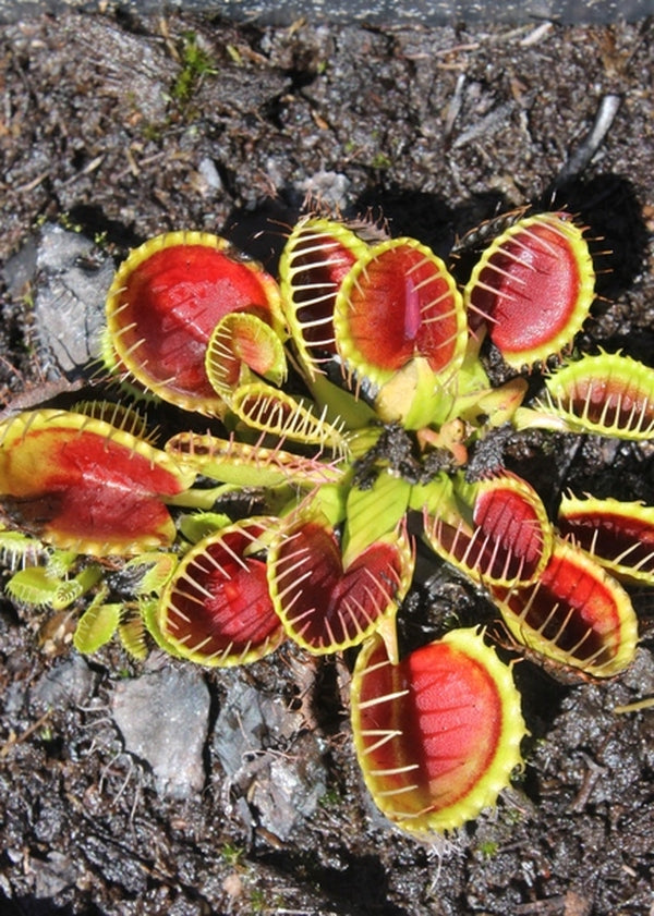 Image of Dionaea muscipula 'Cupped Trap'