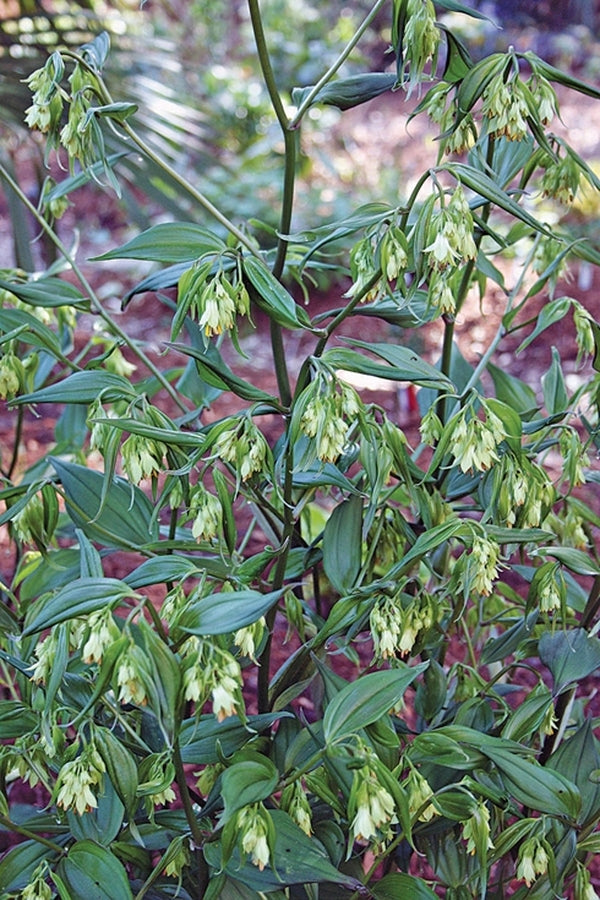 Image of Disporum longistylum 'Green Giant'