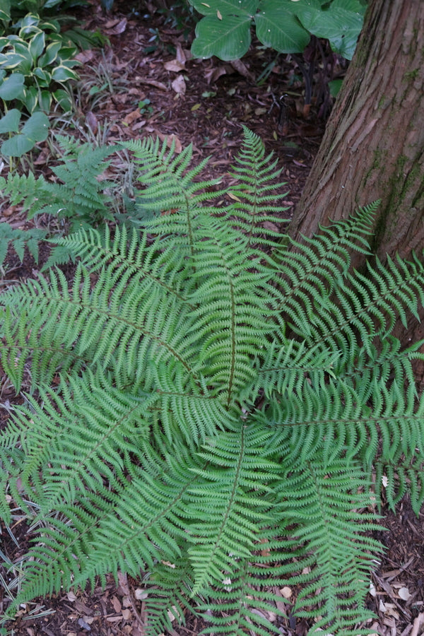 Image of Dryopteris affinis ssp. affinis