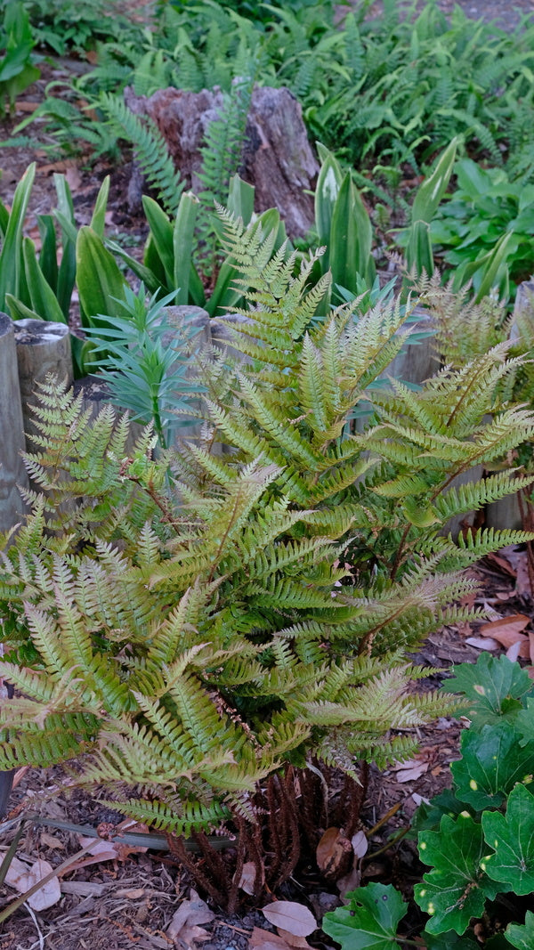 Image of Dryopteris bissetiana