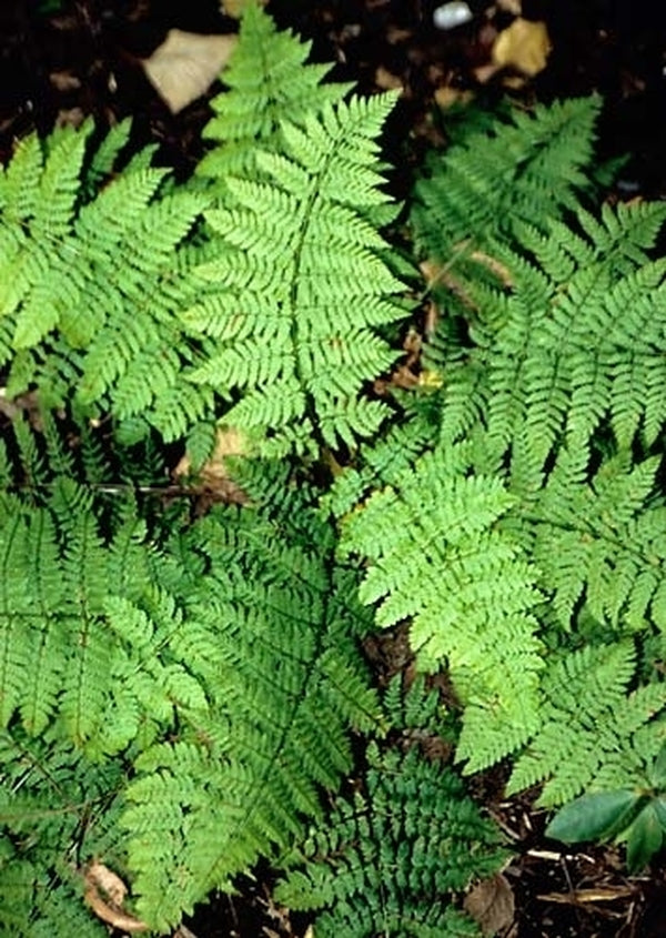 Image of Dryopteris carthusiana