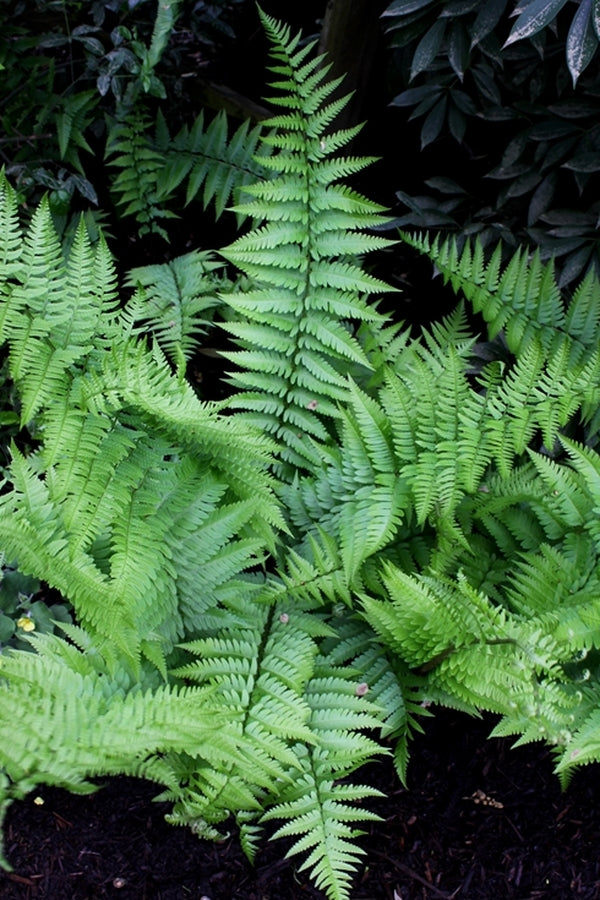 Image of Dryopteris x celsa