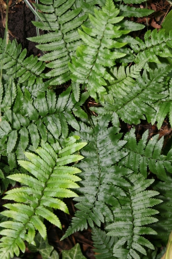 Image of Dryopteris cycadina