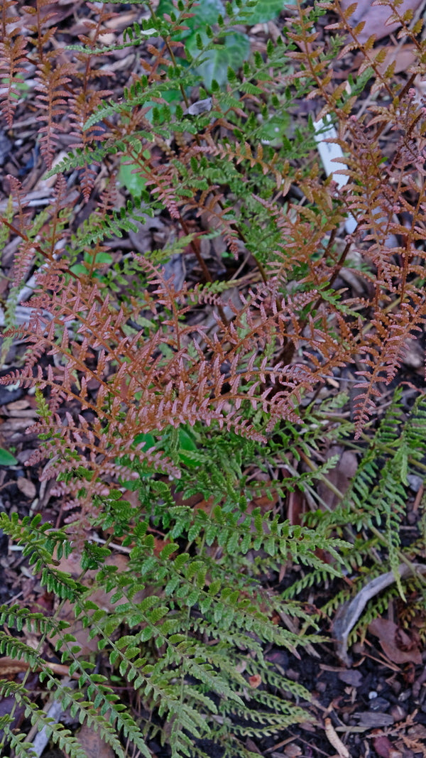 Image of Dryopteris erythrosora var. prolifica