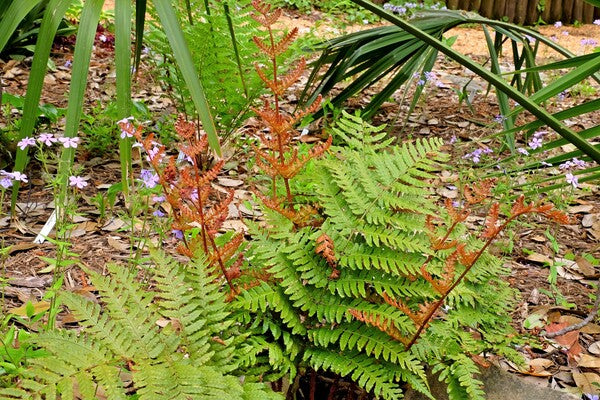 Image of Dryopteris erythrosora