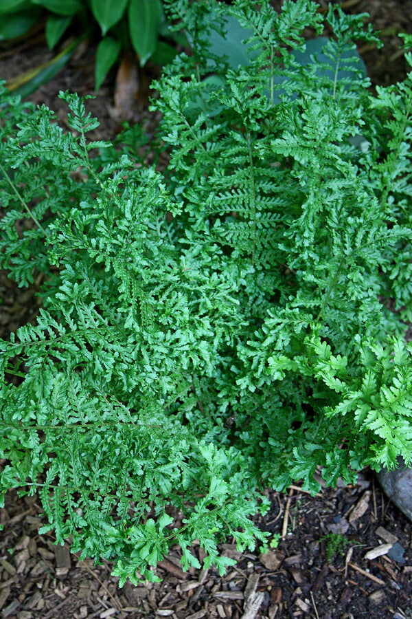 Image of Dryopteris filix-mas 'Linearis Polydactyla'