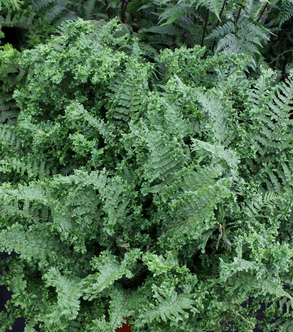 Image of Dryopteris filix-mas 'Parsley'