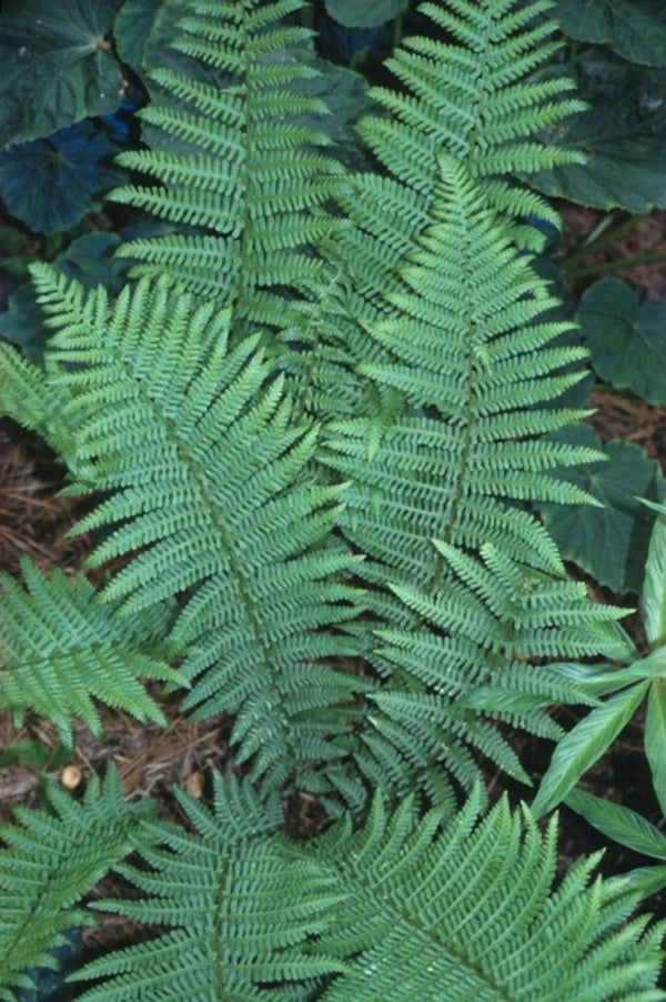 Image of Dryopteris filix-mas