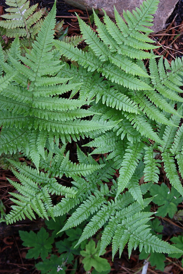 Image of Dryopteris formosana