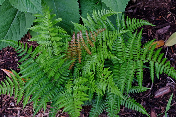 Image of Dryopteris hondoensis