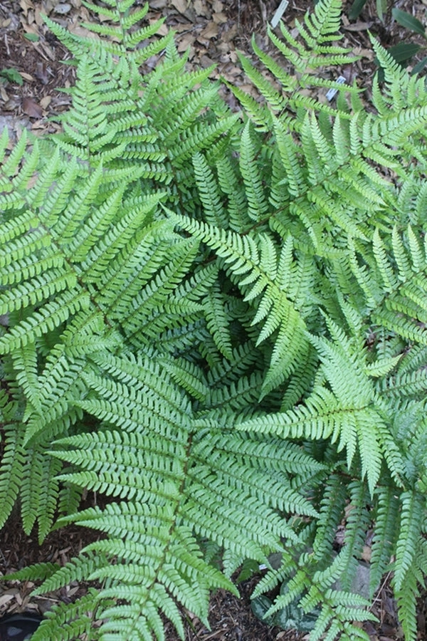 Image of Dryopteris kinkiensis