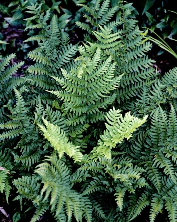 Image of Dryopteris marginalis 'Franklinstein'