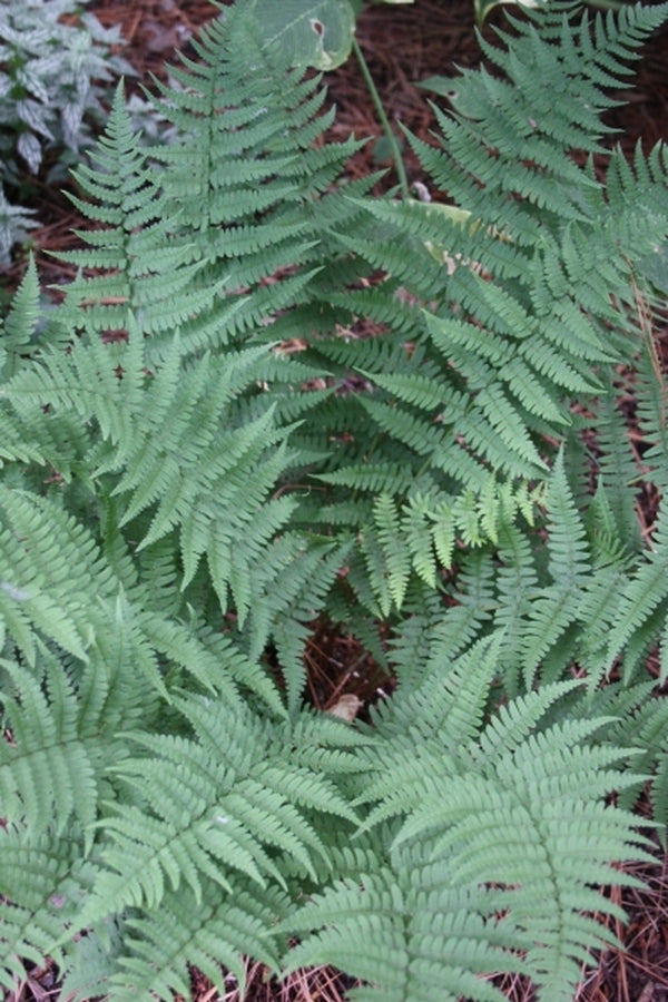 Image of Dryopteris marginalis