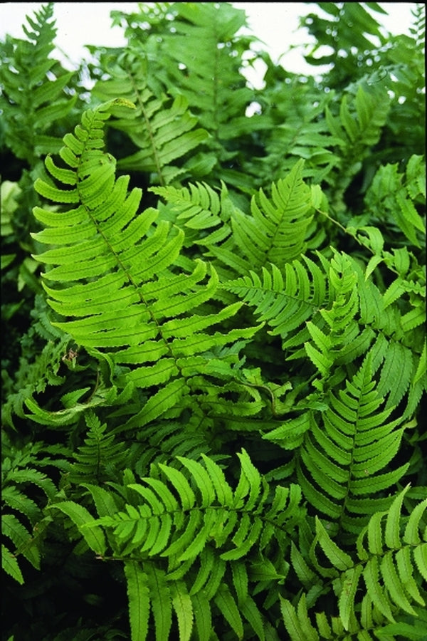 Image of Dryopteris namegatae