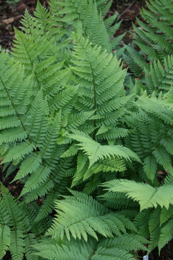 Image of Dryopteris x separabilis