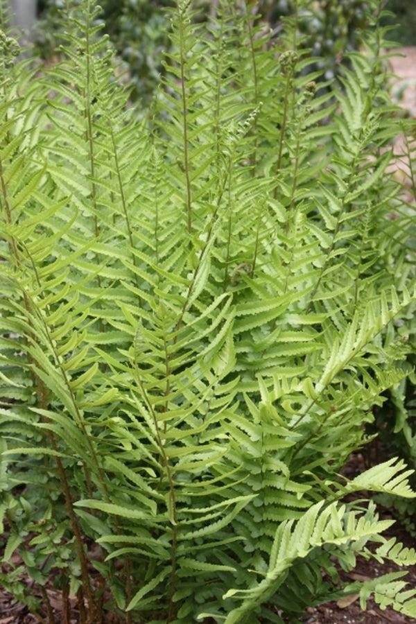 Image of Dryopteris tokyoensis