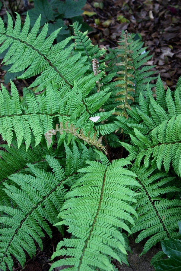 Image of Dryopteris xanthomelas 'Sichuan'