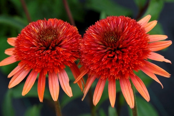 Image of Echinacea 'Coral Reef' PP 21,888