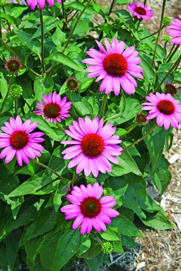 Image of Echinacea 'Elton Knight' PP 18,133