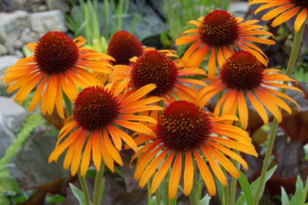 Image of Echinacea 'Flame Thrower' PP 21,932