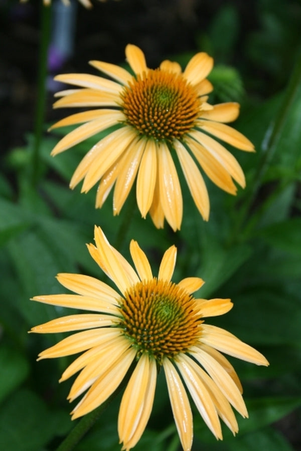 Image of Echinacea 'Matthew Saul' PP 17,652