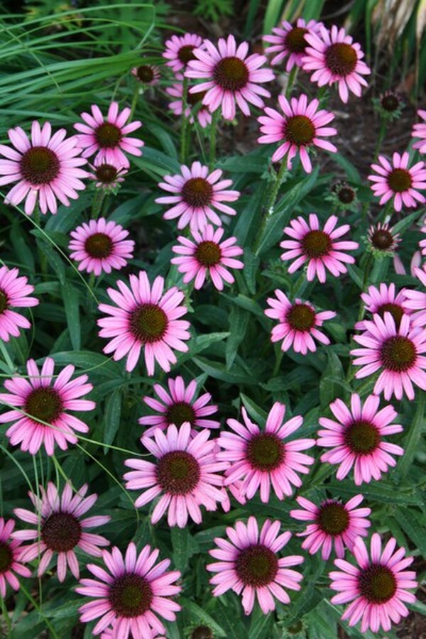 Image of Echinacea 'Pixie Meadowbrite' PP 18,546