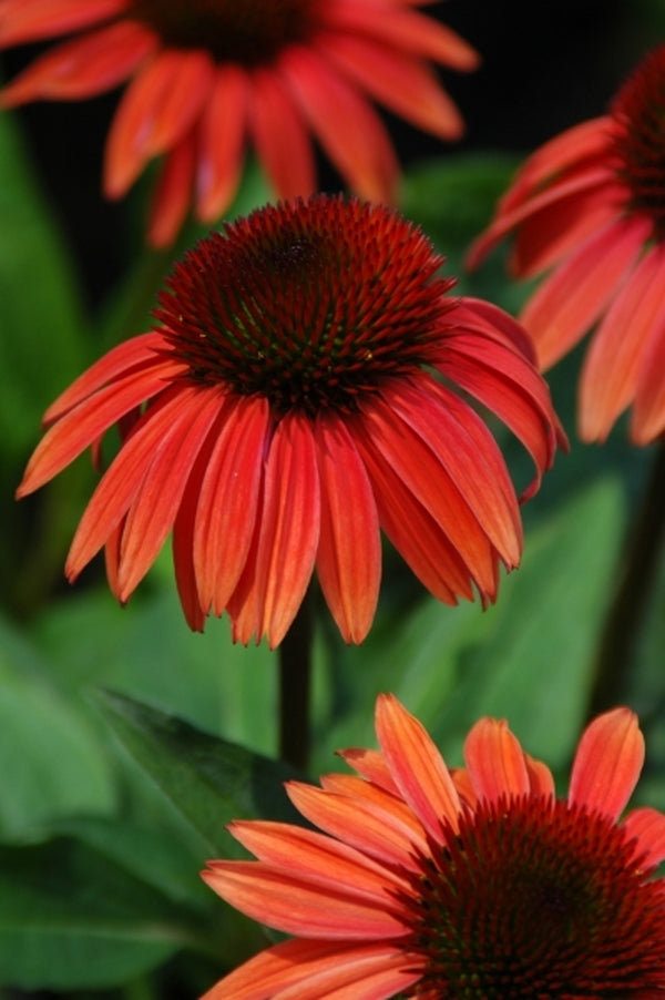 Echinacea Explosion - The Coneflower Chronicles