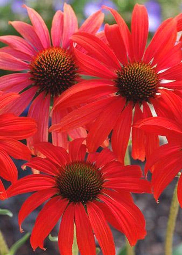 Image of Echinacea 'Tomato Soup' PP 19,427