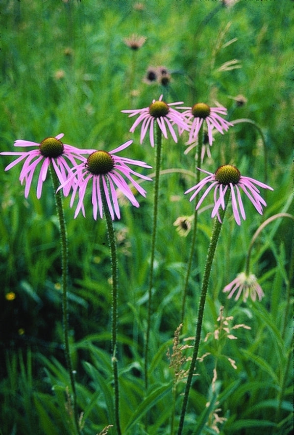 Image of Echinacea angustifolia